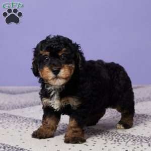 Marshall, Miniature Poodle Puppy